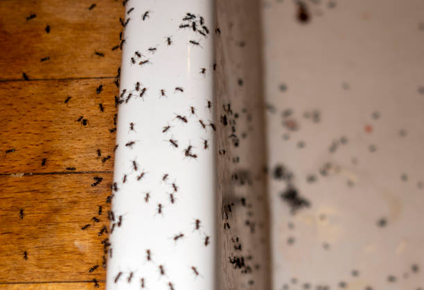 Best Flea Control Services  in Northford, CT