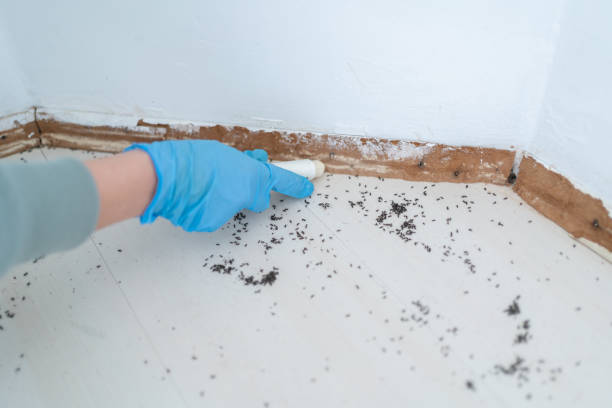 Best Cockroach Control Services  in Northford, CT